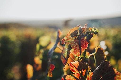 Château de Garnerot - Harvest 2019