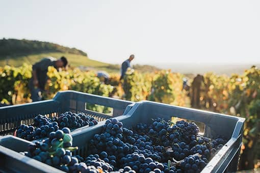 Château de Garnerot - Pinot noir - Harvest 2019